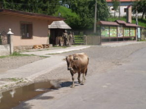 NA NÁVSI V KOLOČAVĚ