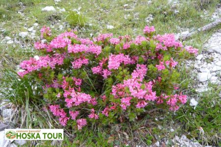 Alpská květena - azalka, aplská růže (pěnišník)
