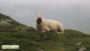 Ötztalské ovce