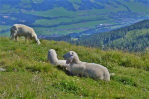 Ovečky na Hauser Kaibling
