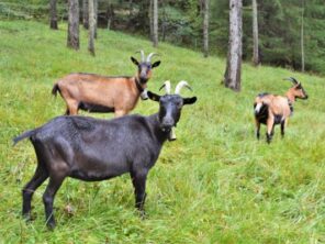 Turistika v okolí Zugspitze - zírání koz