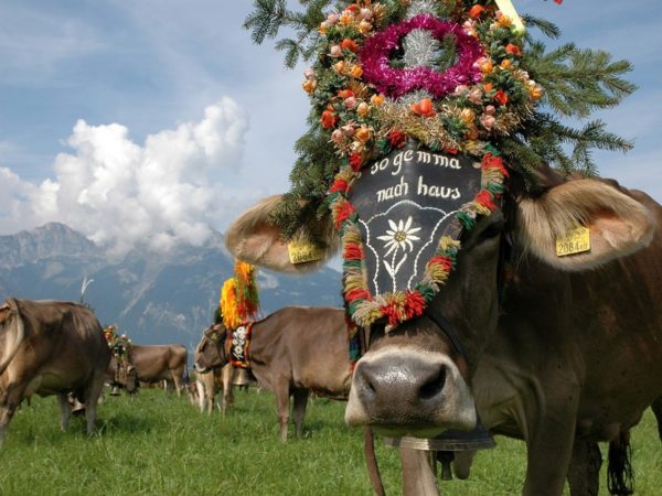 Svátečně vyzdovené krávy