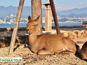 Jeleni u ostrova Miyajima - poznávací zájezd do Japonska