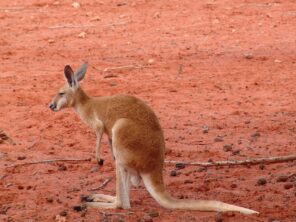 kangaroo-261740_1280