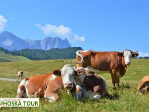 Krávy na horské pláni - zájezdy dp Rakouska