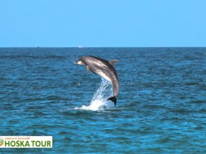 Pozorování delfínů - poznávací zájezdy do Ománu
