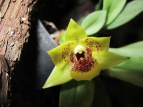 silvestr-na-madeire-s-turistikou-a-poznavanim-orchideova-zahrada-5