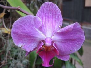 silvestr-na-madeire-s-turistikou-a-poznavanim-orchideova-zahrada-6