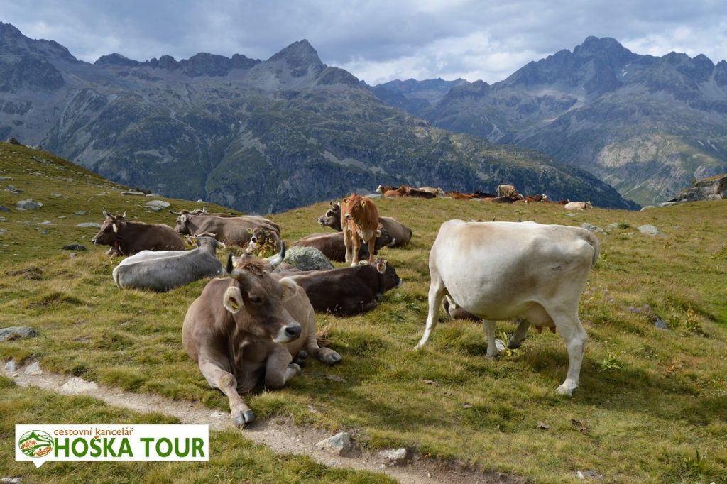 Švýcarské Alpy - turistika mezi kravami