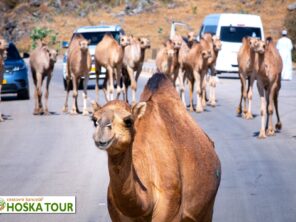 Velbloudi na silnici - poznávací zájezdy do Ománu